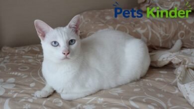 white siamese