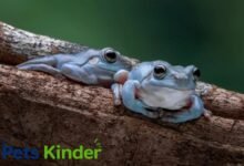 whites tree frog