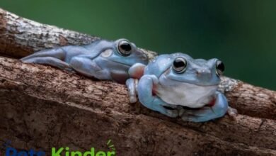 whites tree frog