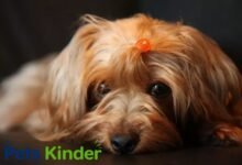yorkie poodle