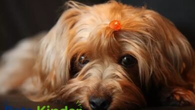 yorkie poodle