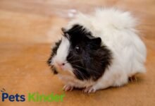 Abyssinian guinea pig