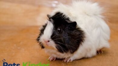 Abyssinian guinea pig