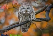 Barred owls
