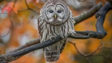 Barred owls