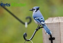 Blue Jays bird