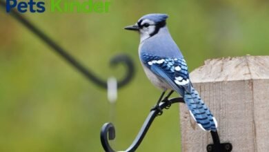 Blue Jays bird