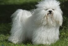 Bolognese dog