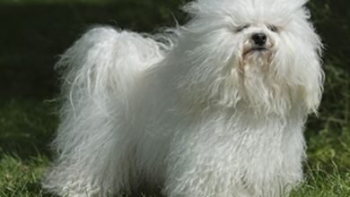 Bolognese dog