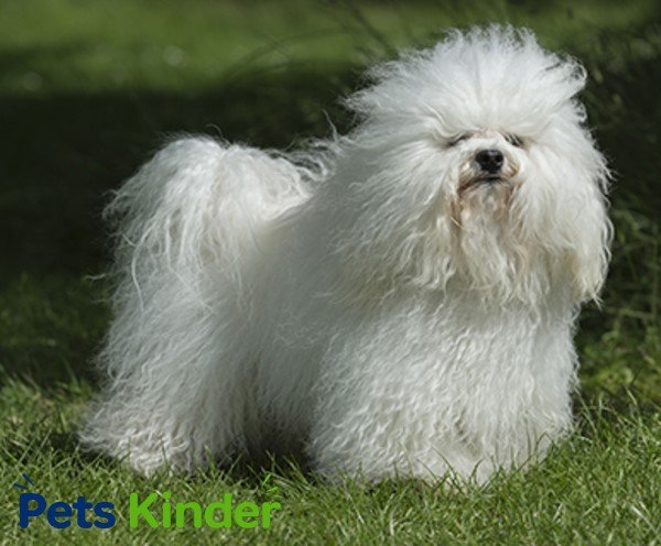 Bolognese dog