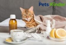 Cat coughing