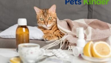 Cat coughing