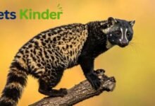Civet Cat
