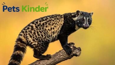 Civet Cat