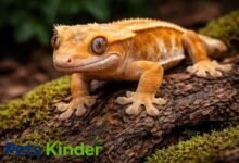 Crested gecko