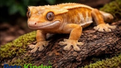 Crested gecko