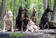 Doberman colors
