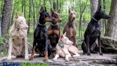 Doberman colors