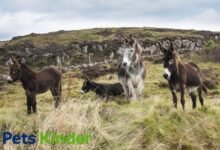 Donkey breeds