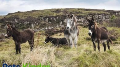 Donkey breeds