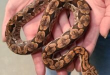 Dumerils boa