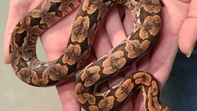 Dumerils boa