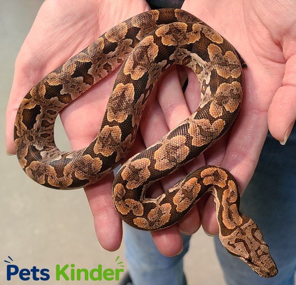 Dumerils boa