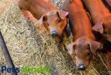 Duroc Pig