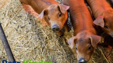 Duroc Pig