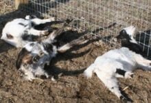 Fainting Goats