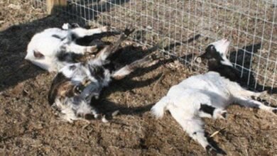 Fainting Goats