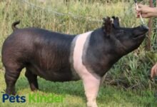 Hampshire Pig