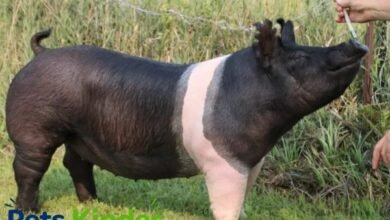 Hampshire Pig