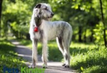 Irish dog
