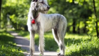 Irish dog