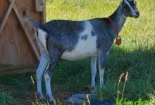 LaMancha Goat