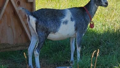 LaMancha Goat