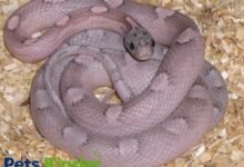 Lavender Corn snake​