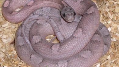 Lavender Corn snake​