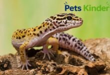 Leopard Gecko Lifespan