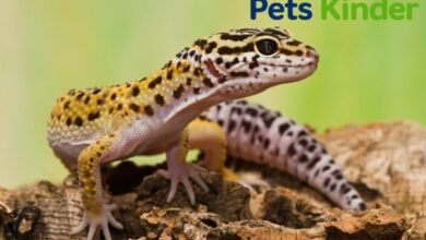 Leopard Gecko Lifespan