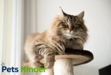 Maine Coon price