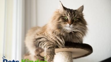Maine Coon price
