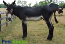 mammoth donkey