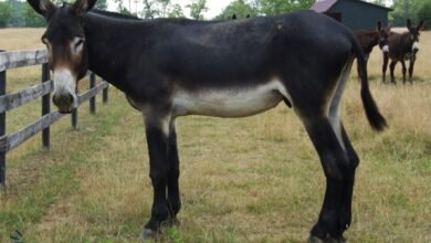 mammoth donkey