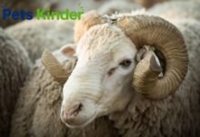 Merino sheep