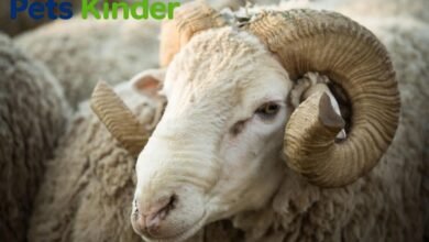 Merino sheep