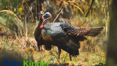 Osceola Turkey