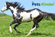 Paint horse