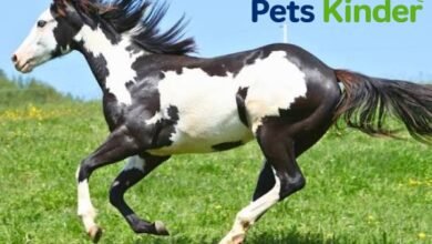 Paint horse